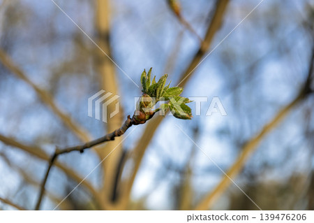 Close-up of a Tree Bud Bursting into Green Leaves in Early Spring 139476206