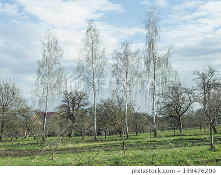Tall Birch Trees in a Rural Spring Garden in Ukraine Tall Birch Trees in a Rural Spring Garden in Ukraine 139476209