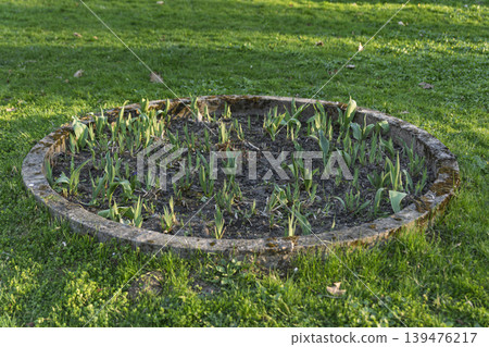 Round Concrete Flower Bed with Early Spring Sprouts in City Park Round Concrete Flower Bed with Early Spring Sprouts in City Park 139476217