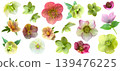 Christmas rose cutouts in various colors (transparent background) 139476225