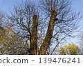 Tree Branches with First Spring Leaves and Bird Nest Against Blue Sky 139476241