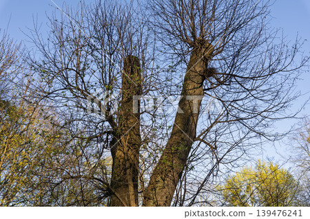 Tree Branches with First Spring Leaves and Bird Nest Against Blue Sky Tree Branches with First Spring Leaves and Bird Nest Against Blue Sky 139476241