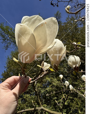 White magnolia in hand 139476425