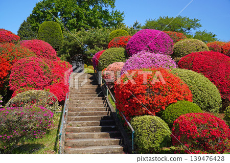 日本中部最佳杜鵑花觀賞地點：鶴峰公園（長野縣岡谷市） 139476428