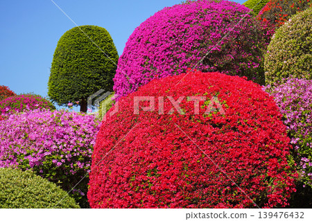 The best azalea viewing spot in central Japan: Tsurumine Park (Okaya City, Nagano Prefecture) The best azalea viewing spot in central Japan: Tsurumine Park (Okaya City, Nagano Prefecture) 139476432