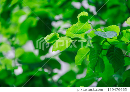 春暖花開的嫩葉 春暖花開的嫩葉 139476665