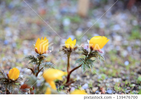 閃耀的春花,阿多尼斯之花 閃耀的春花,阿多尼斯之花 139476700