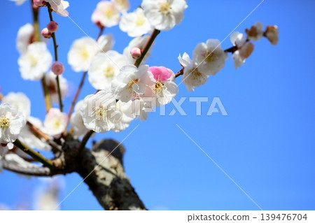 Lovely plum blossoms, just as I wish Lovely plum blossoms, just as I wish 139476704