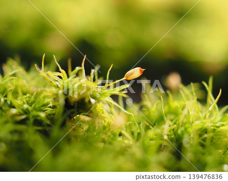 Moss with a red-capped capsule (20260424063146) Moss with a red-capped capsule (20260424063146) 139476836