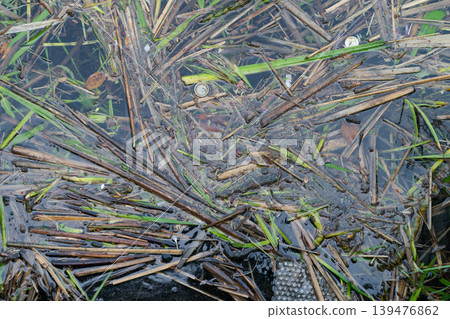 Grass and trash floating on the lake Grass and trash floating on the lake 139476862