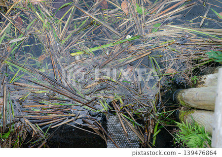 Grass and trash floating on the lake Grass and trash floating on the lake 139476864