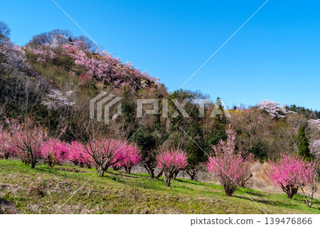 Hanamiyama and flowering peach trees Hanamiyama and flowering peach trees 139476866