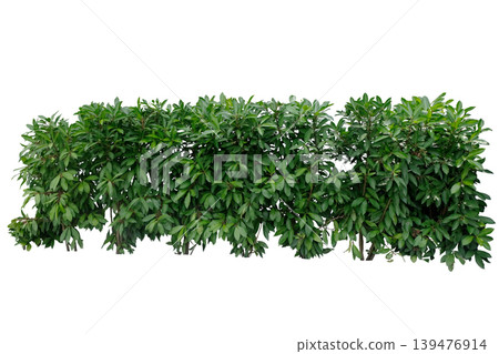 Lush green hedge in a garden 139476914