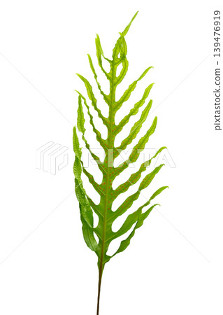 Wart fern leaf, Ornamental foliage Wart fern leaf, Ornamental foliage 139476919