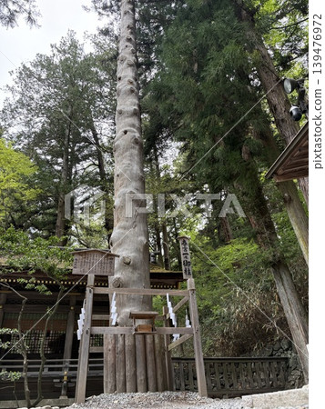 諏訪神社的春天 諏訪神社的春天 139476972