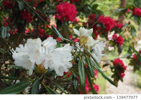 White and red rhododendron flowers 139477077