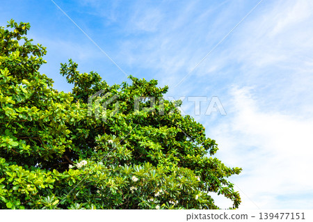 Fresh green and blue sky Fresh green and blue sky 139477151
