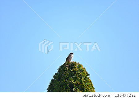 A sparrow resting on top of a tree A sparrow resting on top of a tree 139477282