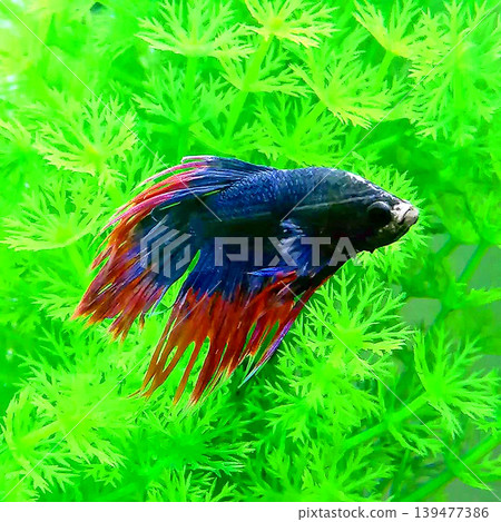 熱帶魚(鬥魚)在綠葉上方遊動 熱帶魚(鬥魚)在綠葉上方遊動 139477386
