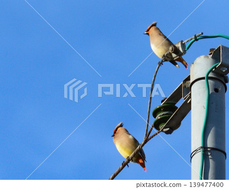 Bohemian Waxwings in May - Kurayoshi City, Tottori Prefecture Bohemian Waxwings in May - Kurayoshi City, Tottori Prefecture 139477400