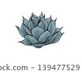 Agave parryi truncata 139477529