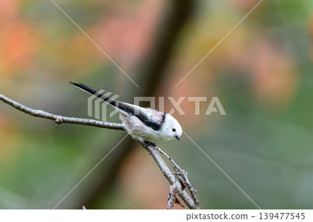Long-tailed tits playing in autumn Long-tailed tits playing in autumn 139477545