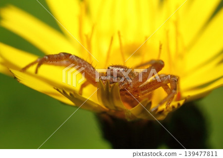 A close-up of a crab spider lying in wait for prey on a hawkweed flower. 139477811