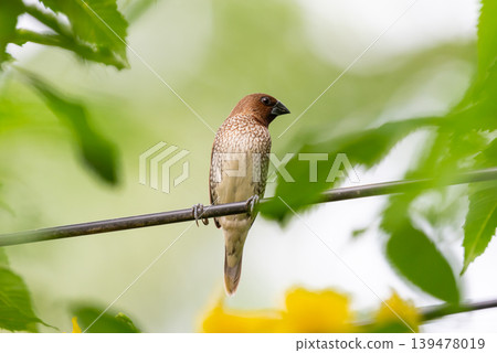 Scaly breasted munia perched on wire surrounded by fresh green leaves with soft natural background small tropical bird in outdoor environment Scaly breasted munia perched on wire surrounded by fresh green leaves with soft natural background small tropical bird in outdoor environment 139478019