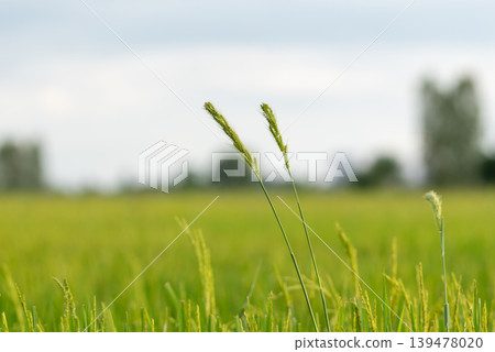 Green grass flowers growing in lush rice field with soft sunlight and blurred rural background representing nature agriculture and fresh countryside atmosphere Green grass flowers growing in lush rice field with soft sunlight and blurred rural background representing nature agriculture and fresh countryside atmosphere 139478020