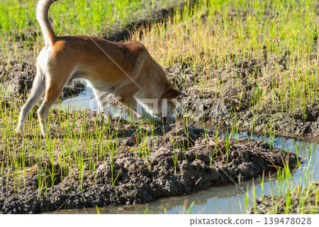 Brown dog exploring muddy rice field with water channels and green sprouts during sunny day showing rural outdoor life and natural countryside environment Brown dog exploring muddy rice field with water channels and green sprouts during sunny day showing rural outdoor life and natural countryside environment 139478028