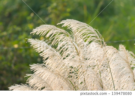 Soft white reed grass blooming in natural green field with gentle sunlight and blurred background creating calm seasonal countryside atmosphere Soft white reed grass blooming in natural green field with gentle sunlight and blurred background creating calm seasonal countryside atmosphere 139478080
