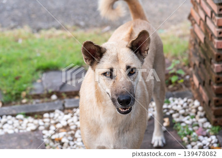 Brown mixed breed dog standing outdoors with alert expression and natural background in soft daylight showing loyalty and domestic animal lifestyle 139478082