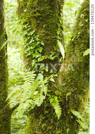 Humid jungle forests at the foot of the Nepalese Himalayas 139478120