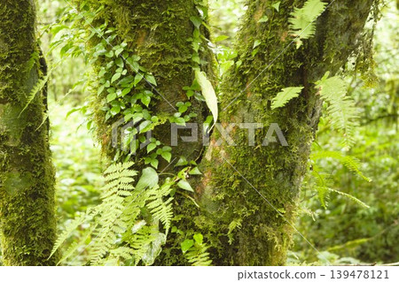Moss-covered forest scenery along the Annapurna Trail 139478121