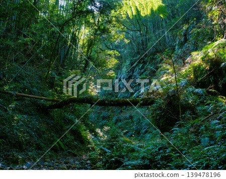 A moss-covered forest with sunlight filtering through the trees A moss-covered forest with sunlight filtering through the trees 139478196
