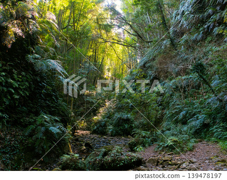 A moss-covered forest with sunlight filtering through the trees A moss-covered forest with sunlight filtering through the trees 139478197