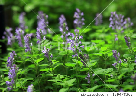 Scutellaria in full bloom Scutellaria in full bloom 139478362