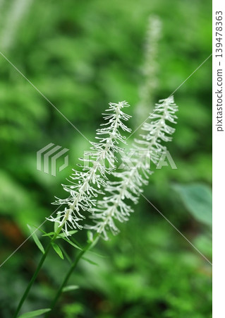 White thread grass White thread grass 139478363