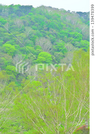 赤城白葉牧場:一片清新的綠色景象,春意盎然。 赤城白葉牧場:一片清新的綠色景象,春意盎然。 139478399