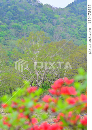 Akagi Shirakaba Ranch: A view of fresh greenery, a spring landscape. 139478425