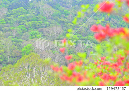赤城白葉牧場：杜鵑花盛開的季節，一片翠綠的景象，春意盎然。 139478467