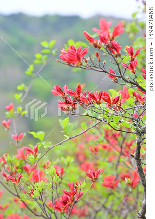 赤城白葉牧場：杜鵑花盛開的季節，一片翠綠的景象，春意盎然。 139478468