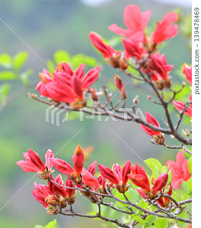 赤城白葉牧場：杜鵑花盛開的季節，一片翠綠的景象，春意盎然。 139478469