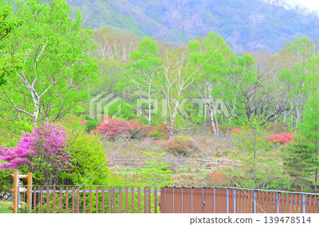 赤城白葉牧場：杜鵑花盛開的季節，一片翠綠的景象，春意盎然。 139478514