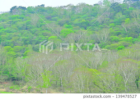 Akagi Shirakaba Ranch: A view of fresh greenery, a spring landscape. Akagi Shirakaba Ranch: A view of fresh greenery, a spring landscape. 139478527
