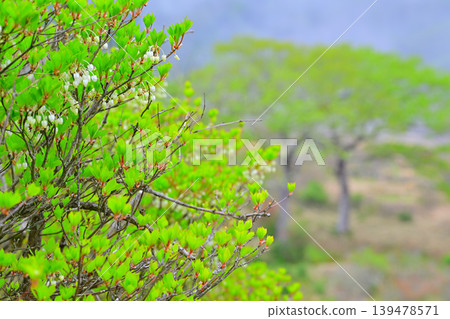 Akagi Shirakaba Ranch: Enkianthus perulatus, fresh green scenery, spring landscape Akagi Shirakaba Ranch: Enkianthus perulatus, fresh green scenery, spring landscape 139478571