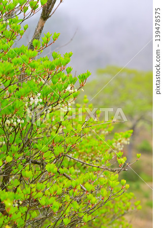 Akagi Shirakaba Ranch: Enkianthus perulatus, fresh green scenery, spring landscape 139478575