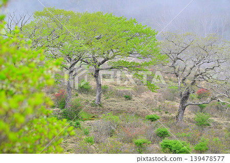 赤城白葉牧場:一片清新的綠色景象,春意盎然。 赤城白葉牧場:一片清新的綠色景象,春意盎然。 139478577
