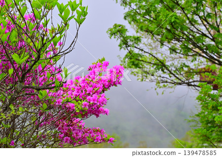 赤城白葉牧場:杜鵑花盛開的季節,一片翠綠的景象,春意盎然。 赤城白葉牧場:杜鵑花盛開的季節,一片翠綠的景象,春意盎然。 139478585