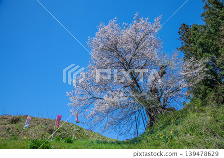 沖玉櫻花走廊苗圃的櫻花 139478629